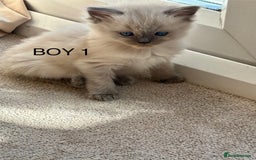 Ragdoll cats for sale: Beautiful ragdolls  - Image 6