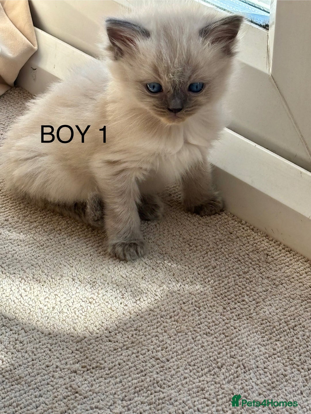 Ragdoll cats for sale: Beautiful ragdolls  - Image 6