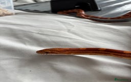 Corn Snake reptiles for sale: Corn snake very friendly  - Advert 5