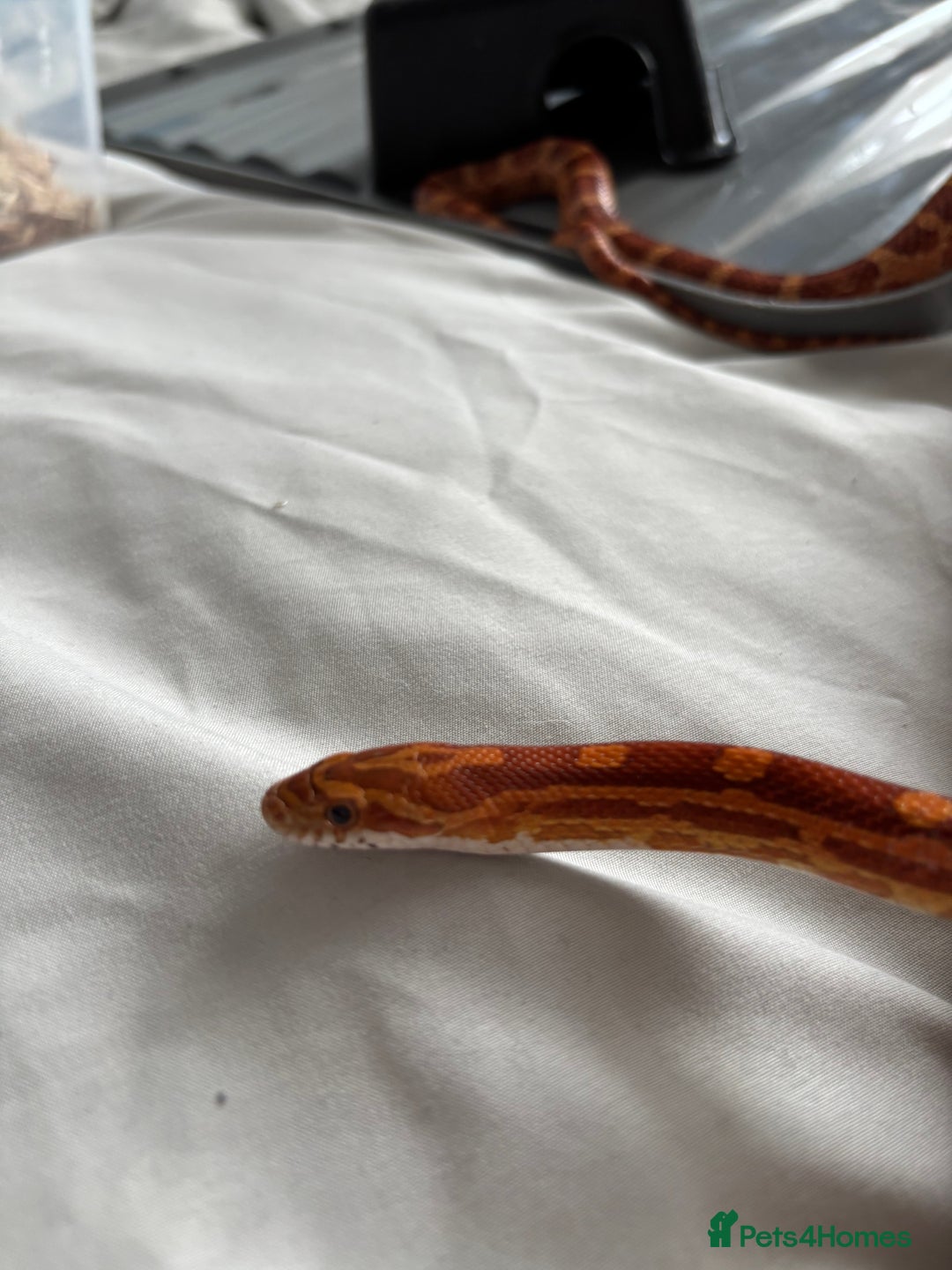 Corn Snake reptiles for sale: Corn snake very friendly  - Advert 5