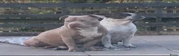 Shorty Bull dogs for sale: JAW-DROPPING POCKET BULLIES – IMPRESSIVE GENETICS  - Advert 3
