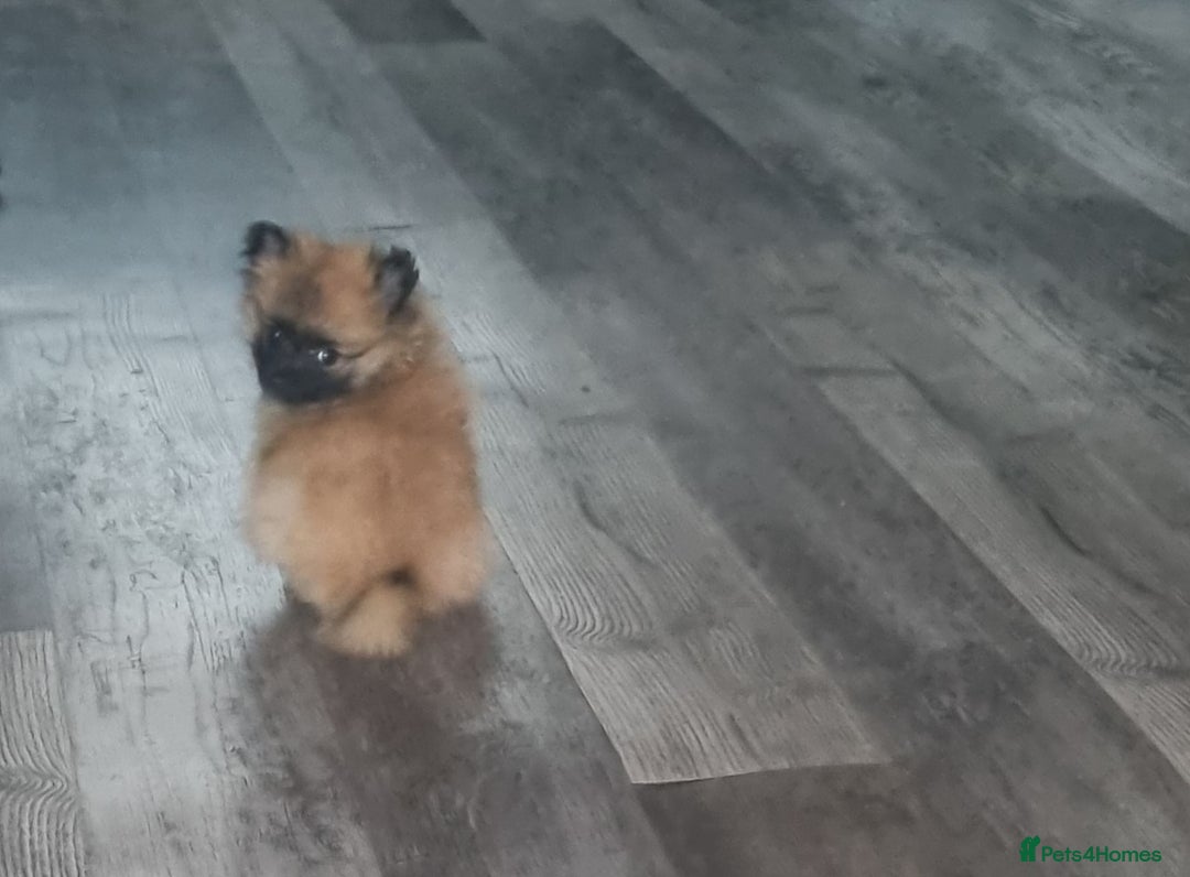 Pomeranian dogs for sale: Xxs Pomeraniums  - Image 4