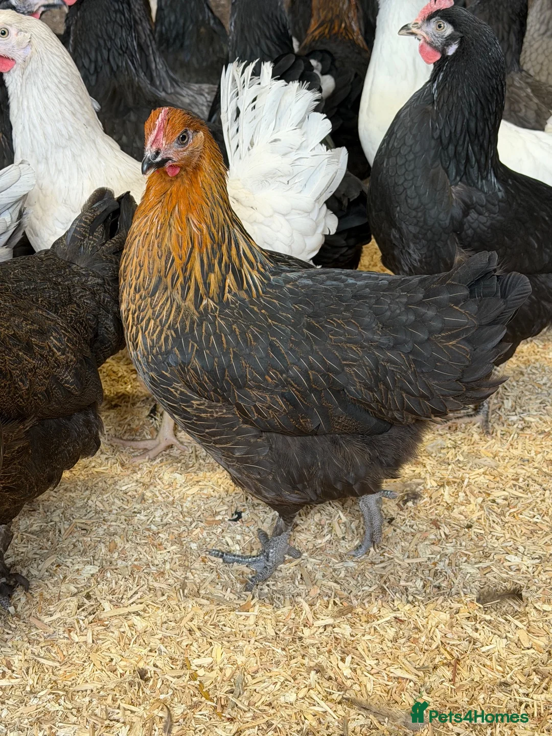 Chickens poultry for sale: Burford dark Brown egg laying hens  - Advert 1