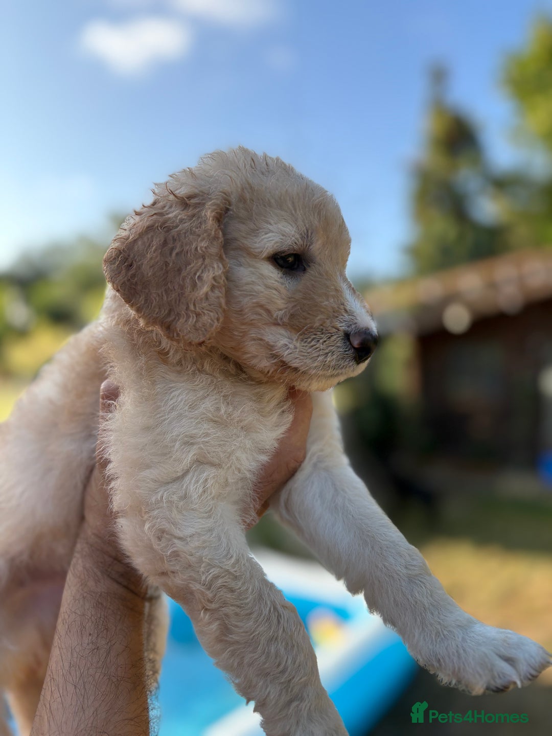 Labradoodle dogs for sale: F1B Labradoodles: available from Aug 2nd. in Uxbridge - Image 12