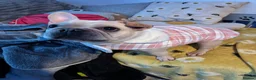 French Bulldog dogs for sale: Coco - Frenchie  - Advert 6