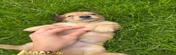Miniature Dachshund dogs for sale: 🐶    KC Miniature Shaded Cream Dachshund Pups  🐶 in Rotherham - Advert 18