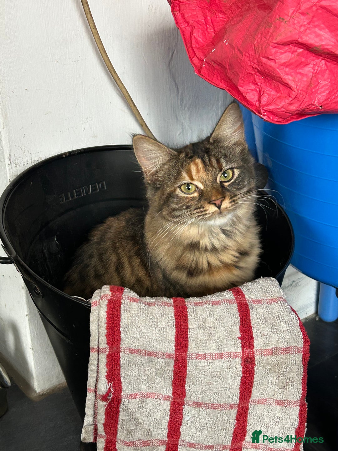 Mixed Breed cats for sale: 5 month old female  - Advert 2