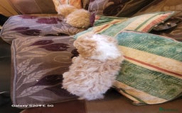 Miniature Poodle dogs for sale: Miniture poodle pups  - Image 4