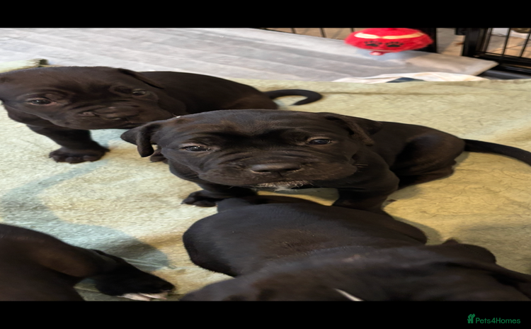Cane Corso dogs - Advert 4