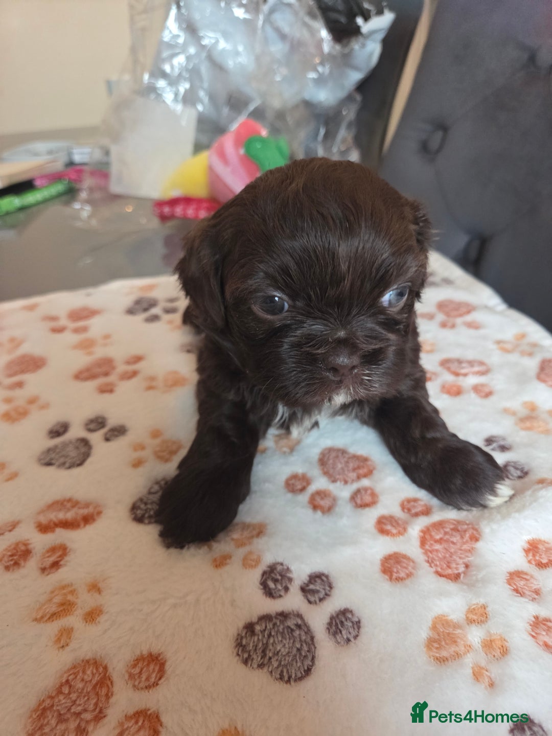 Shih Tzu dogs for sale: Shih Tzu Puppies For Sale  - Advert 16