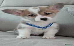 Welsh Corgi Pembroke dogs for sale: Champion line corgi puppies health tested parents  - Image 10