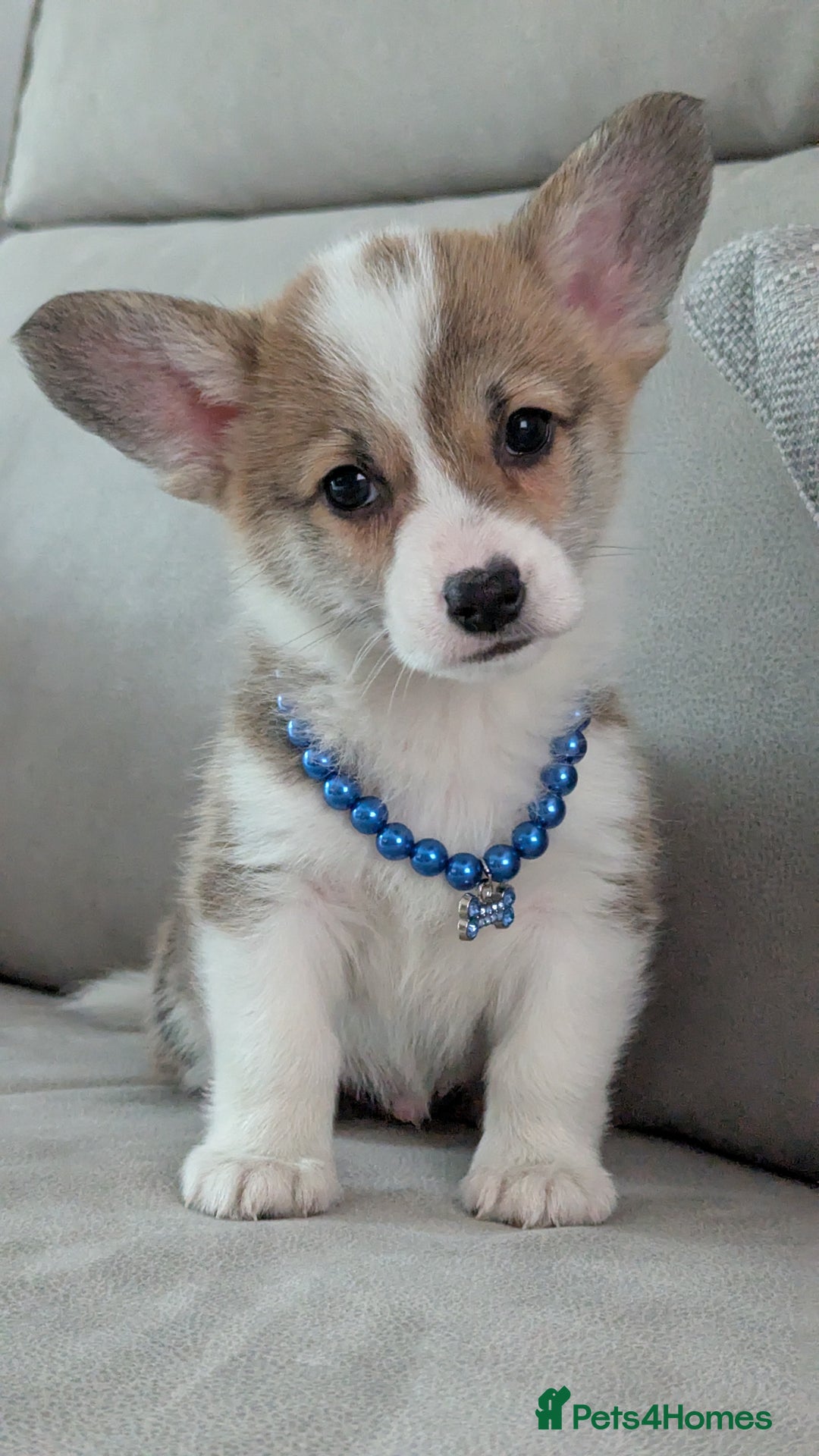 Welsh Corgi Pembroke dogs for sale: Champion line corgi puppies health tested parents  - Image 10