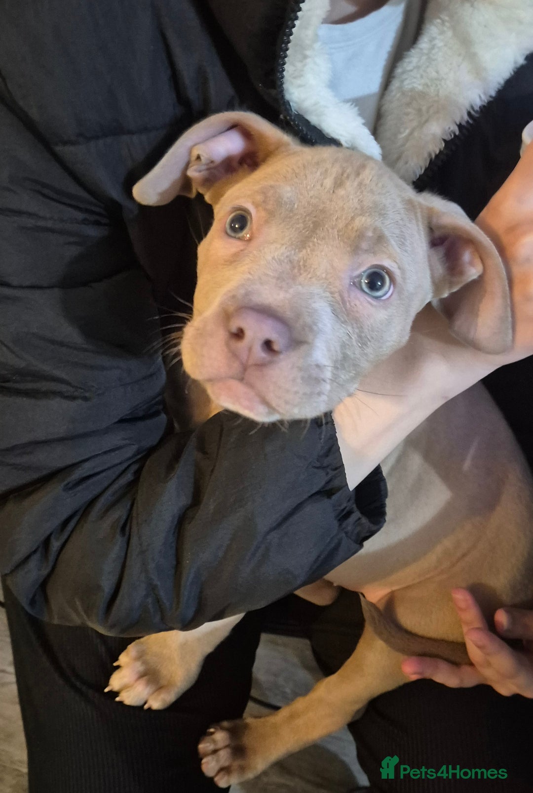 Staffordshire Bull Terrier dogs for sale: Girl Puppy 8 Weeks Old - Advert 10