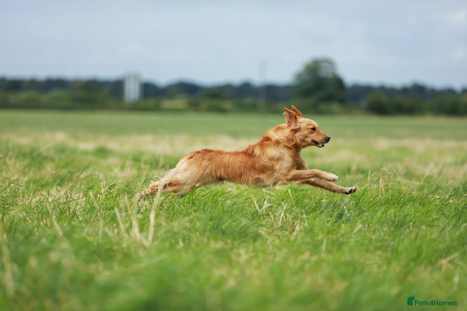 Golden Retriever dogs for sale: 7 beautiful golden retriever babies - Advert 15