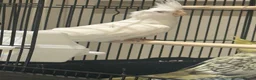 Cockatiels birds for sale: Jessy- hand tamed- rare Alabino-12 weeks cockteil - Advert 4