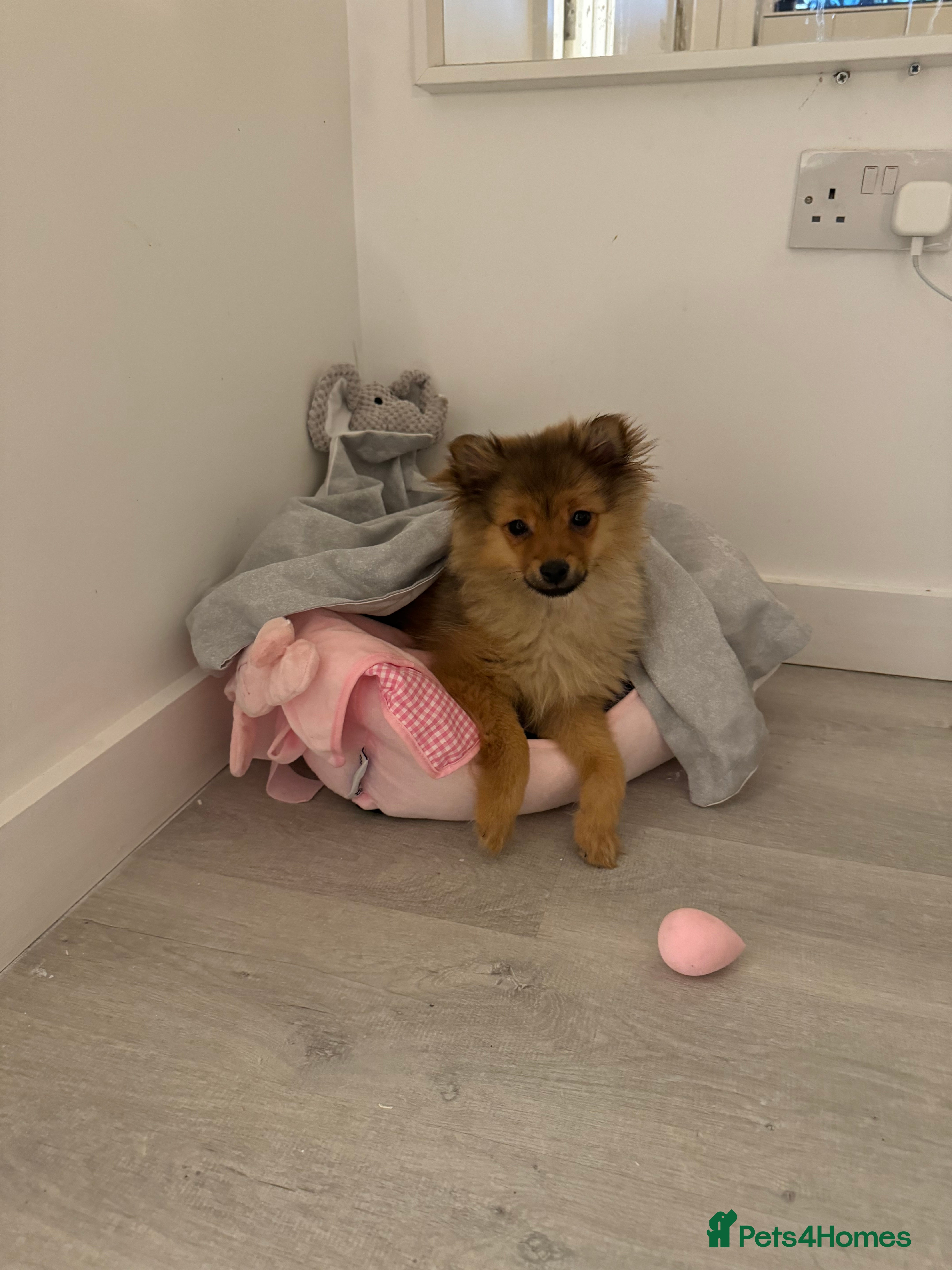 Mixed Breed dogs Loving, Sweet, Intelligent 12-Week Puppy! 💕 - Advert 1