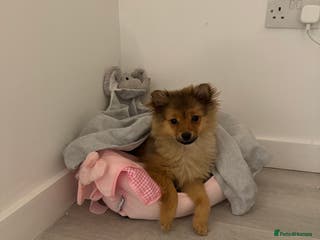 Mixed Breed dogs Loving, Sweet, Intelligent 12-Week Puppy! 💕 - Advert 17