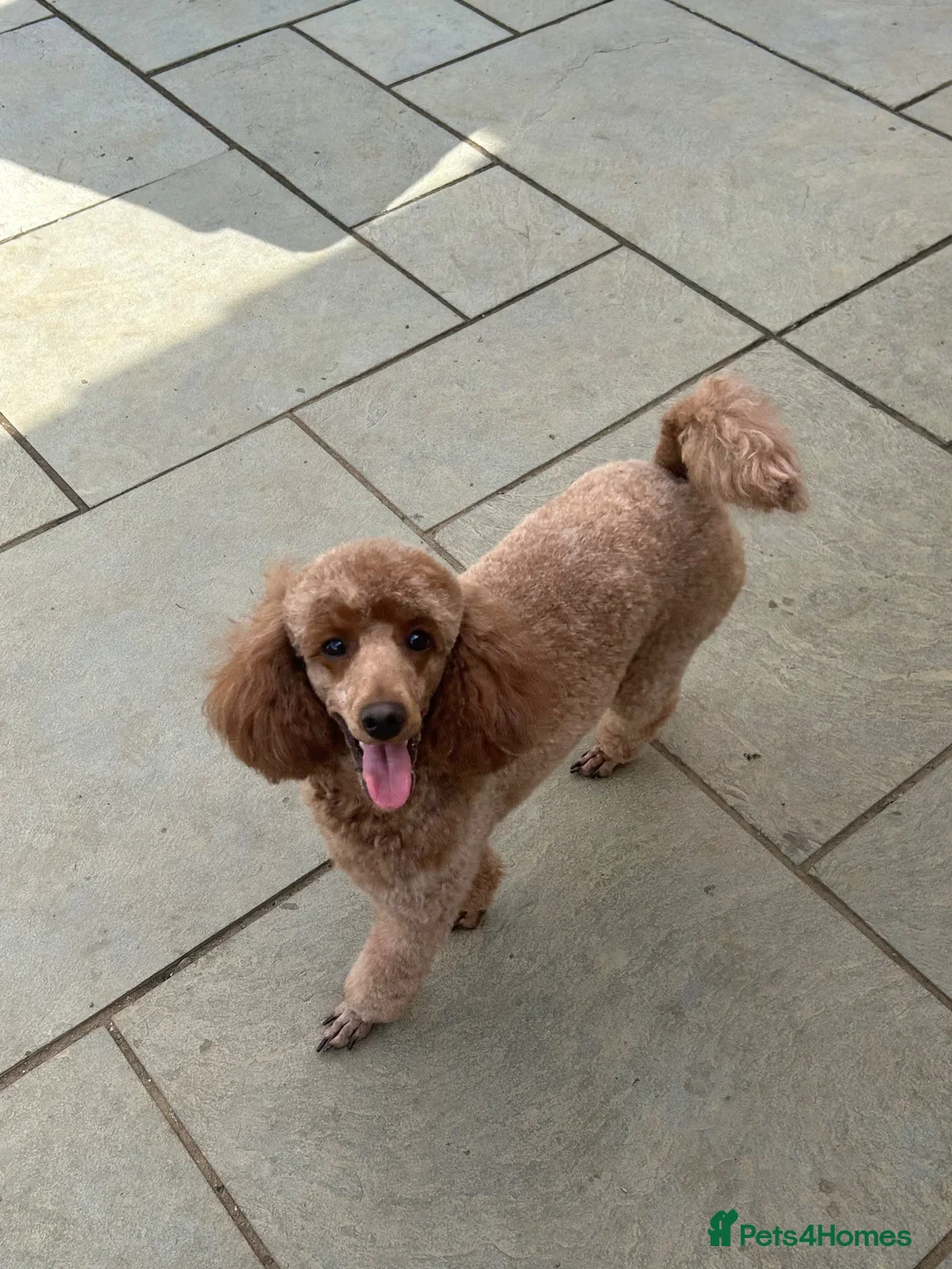Miniature Poodle dogs for sale: Stunning miniature poodle for sale!!! KC reg. - Advert 2