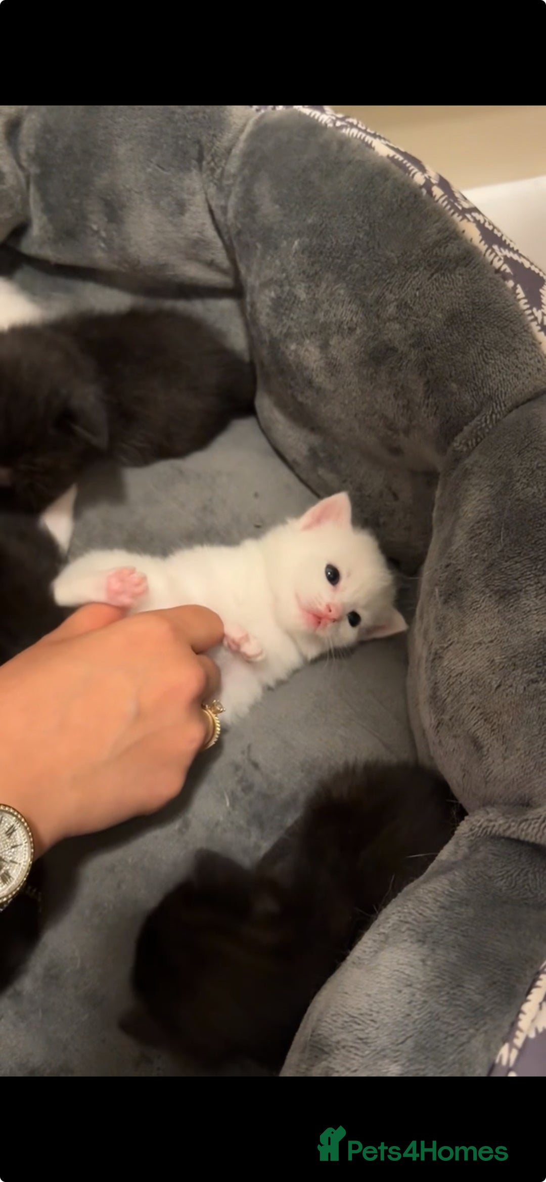 Khao Manee cats for sale: Rare khao Manee white kitten cute - Image 7