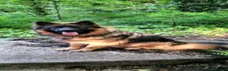 German Shepherd dogs for sale: Male German Shepherd - Reluctant Rehoming in Bristol - Advert 7