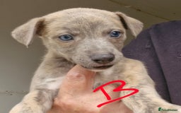 Whippet dogs for sale: Beautiful Pedigree Whippet Puppies. - Image 4