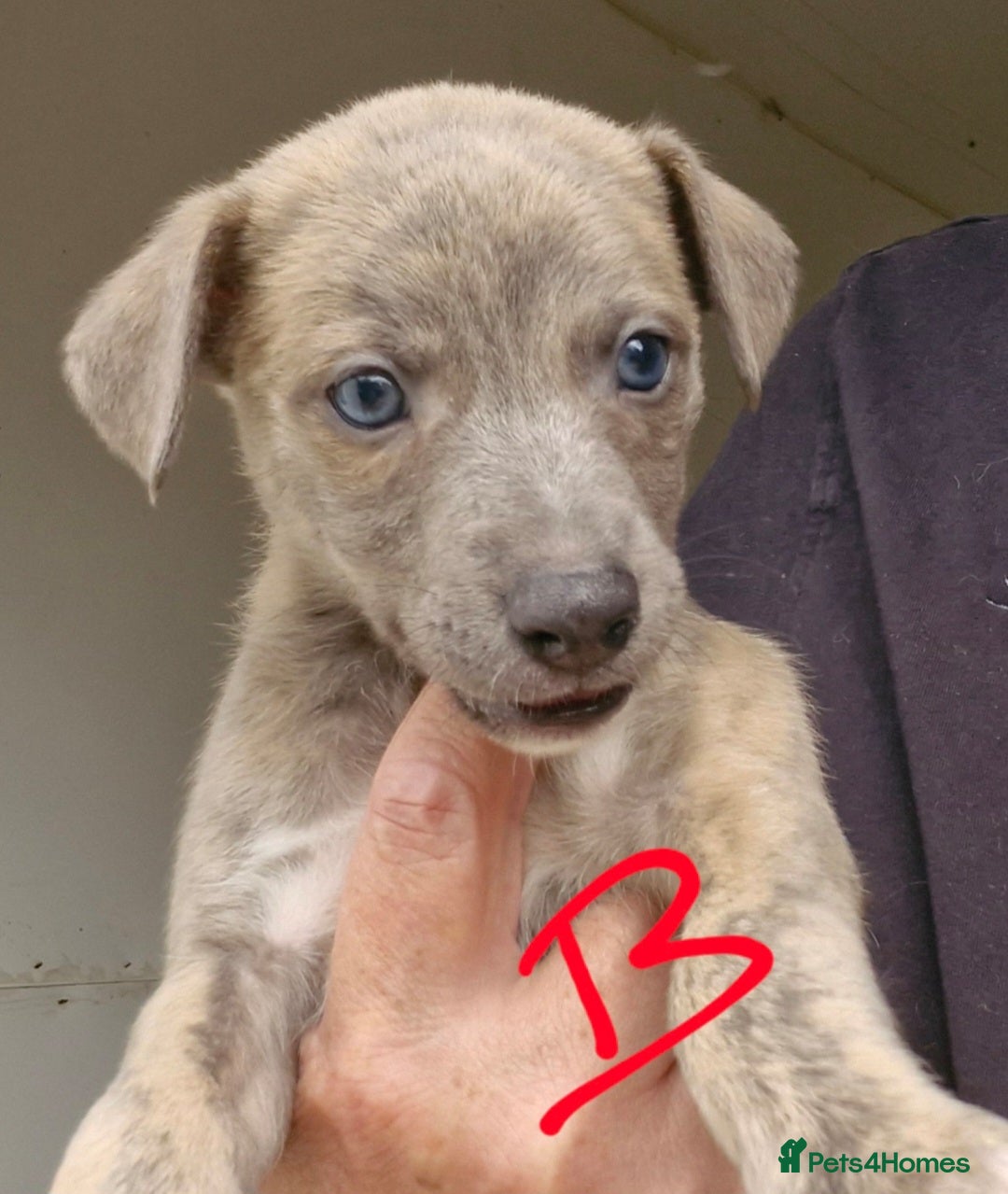 Whippet dogs for sale: Beautiful Pedigree Whippet Puppies. - Image 4