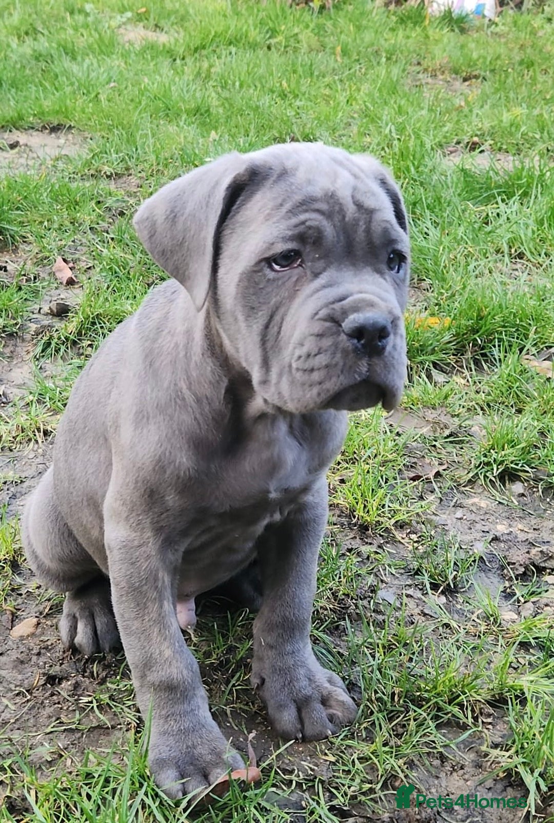 Cane Corso dogs for sale: Champion Blood Line Cane Corso Puppies - Advert 7