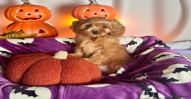 Cavapoo dogs - Advert 5