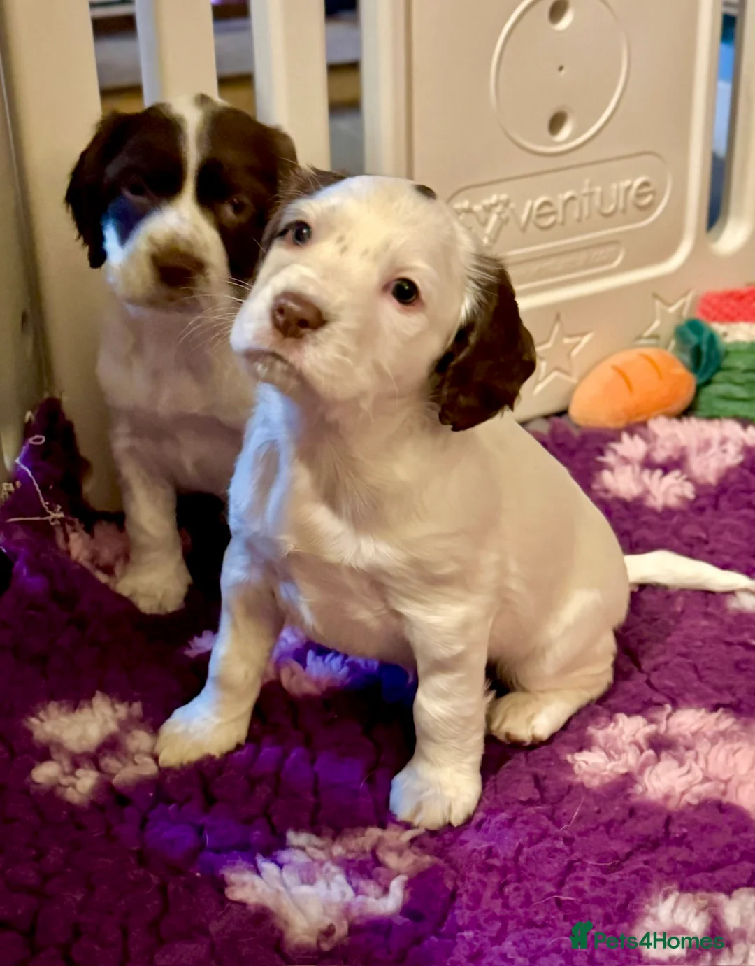 Sprocker dogs for sale: Beautiful Sprocker Spaniel pups  - Advert 4