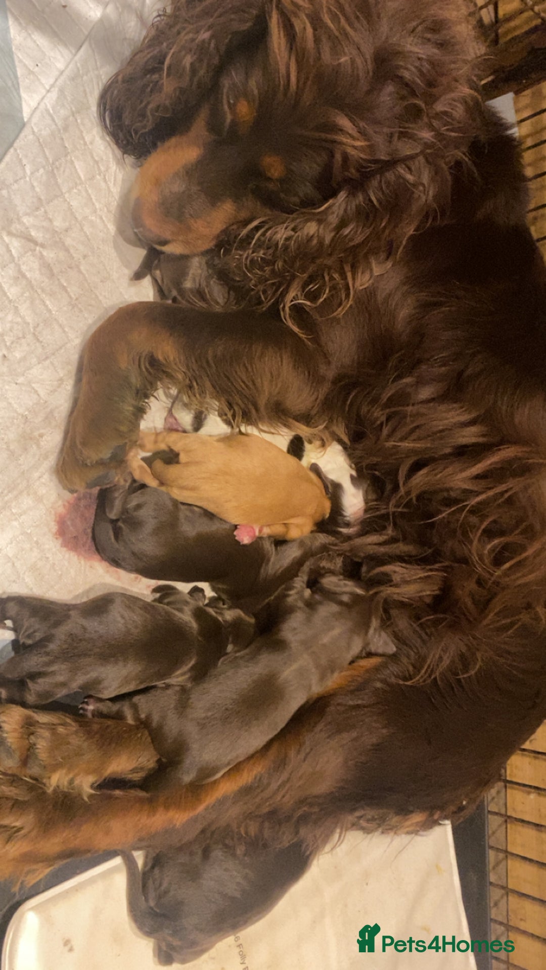 Cocker Spaniel dogs for sale: Working cocker spaniel  - Advert 8