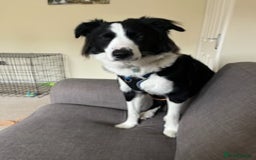 Border Collie dogs for sale: Border collie for sale - Image 4