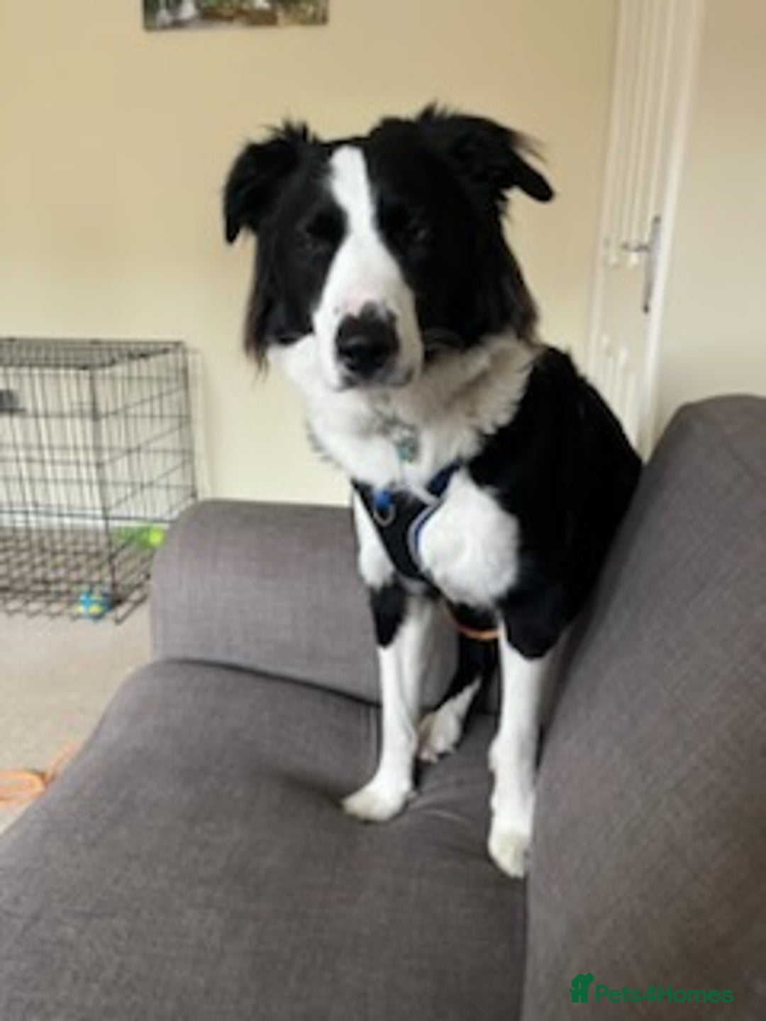 Border Collie dogs for sale: Border collie for sale - Image 4