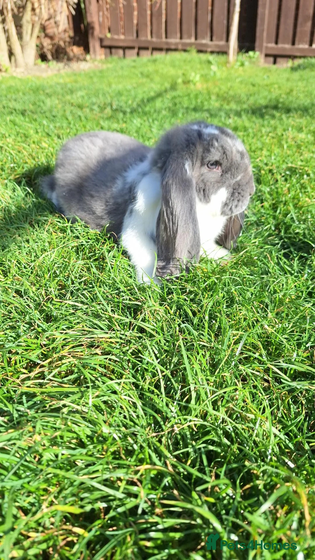 French Lop rabbits for sale: Giant French Lop Buck - Advert 2