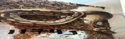 Python Snake reptiles for sale: Royal pythons - Advert 17
