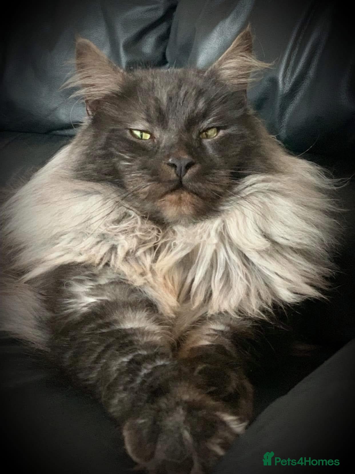 Maine Coon cats Health Tested TICA Registered Black Smoke Stud - Advert 12