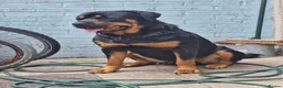 Rottweiler dogs for sale: Female Rottweiler 🩷 - Advert 3