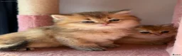 British Longhair cats for sale:  Golden shaded teddybear look british longhair  - Advert 13