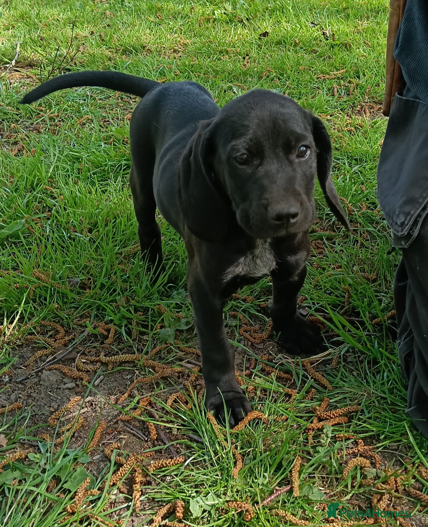 Pointer dogs HPR Puppies - Friendly ready Soon - Advert 1