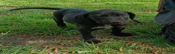Pointer dogs for sale: HPR Puppies - Friendly ready Soon - Advert 1