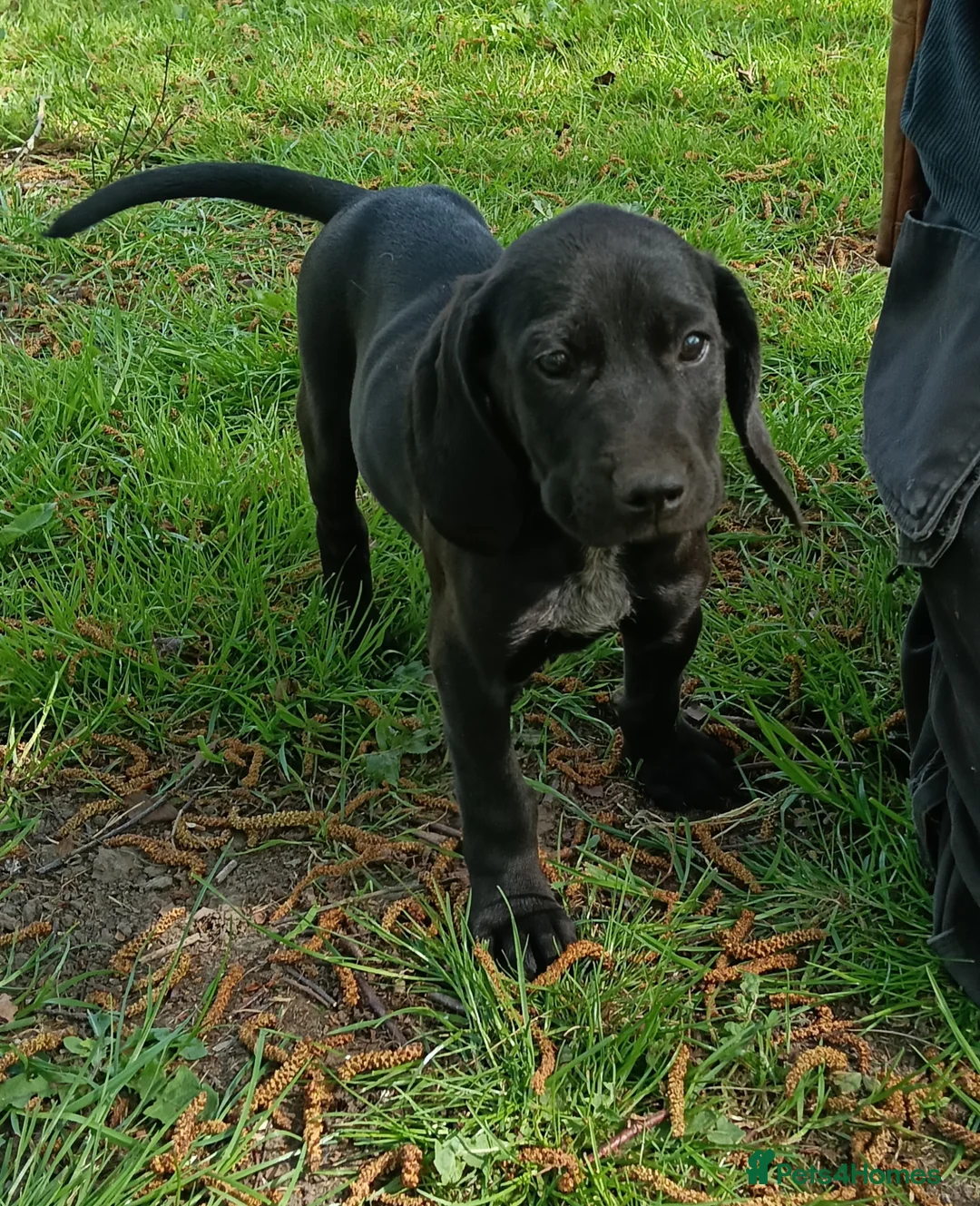 Pointer dogs for sale: HPR Puppies - Friendly ready Soon - Advert 1