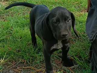 Pointer dogs for sale: HPR Puppies - Friendly ready Soon - Advert 3