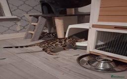 Bengal cats for sale: Tica reg. Bengal Kittens  - Image 8