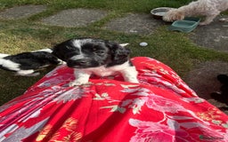 Mixed Breed dogs for sale: **Only 1 Boy Left** Miniture Cavapoo X Sproodle - Image 3
