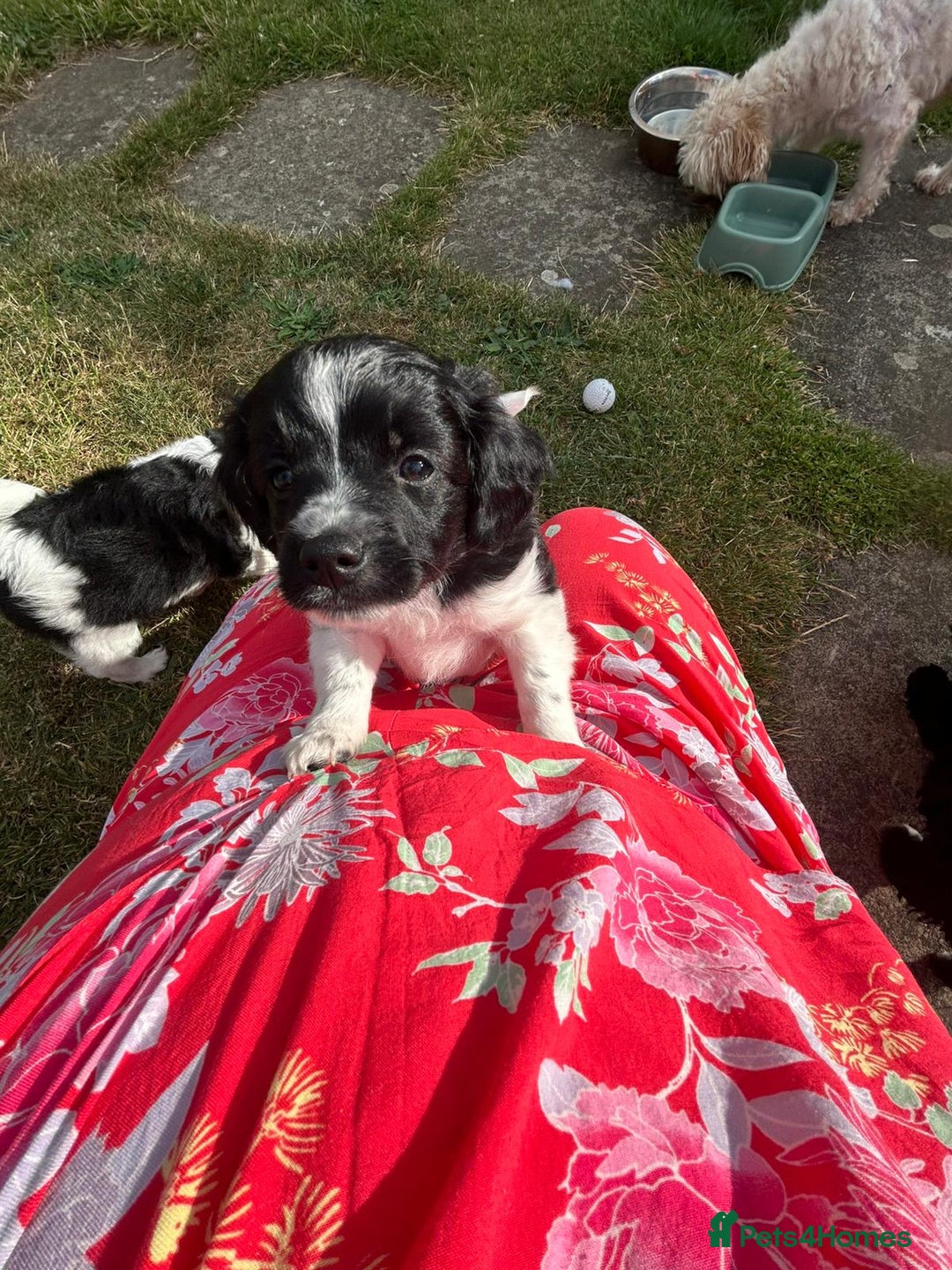 Mixed Breed dogs for sale: **Only 1 Boy Left** Miniture Cavapoo X Sproodle - Image 3