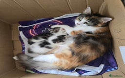 Mixed Breed cats for sale: Fluffy kittens - Image 10