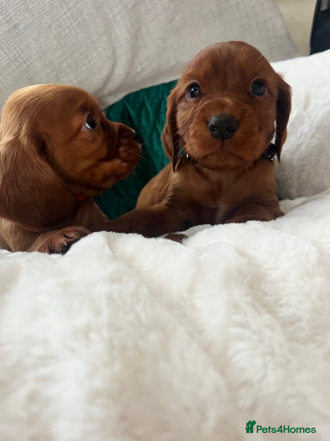 Cocker Spaniel dogs for sale: fox red cocker spaniels health tested  - Advert 21