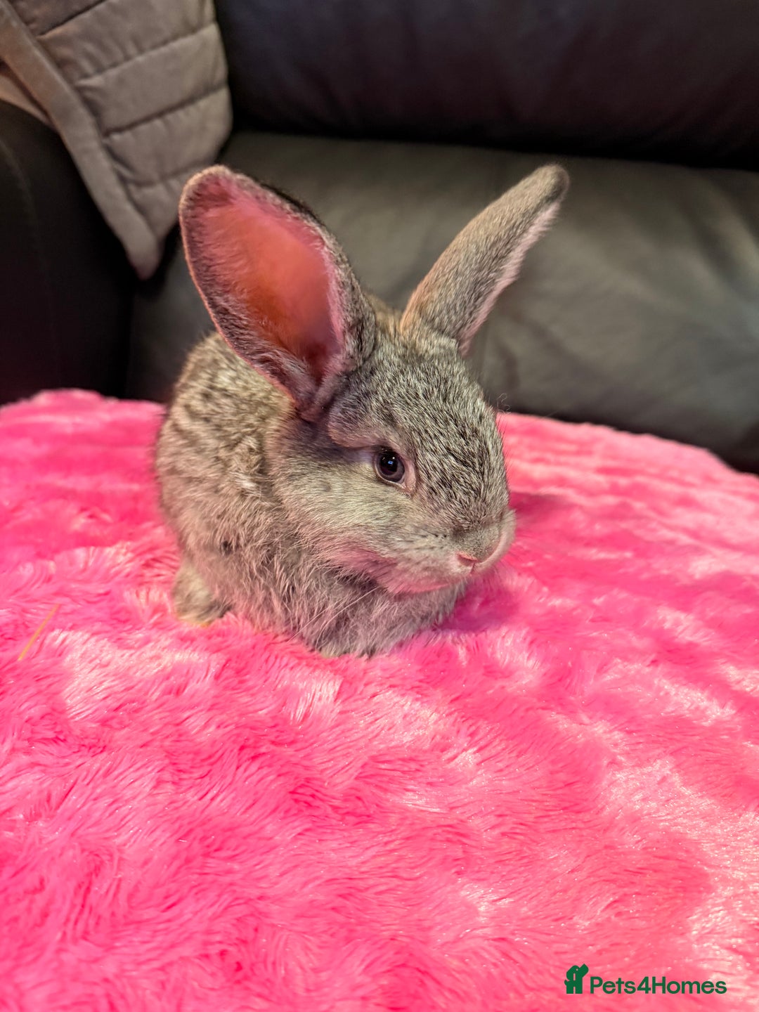 Mini Lop rabbits for sale: 2 LEFT! 8 Mini lop x Giant French lop babies - Advert 20