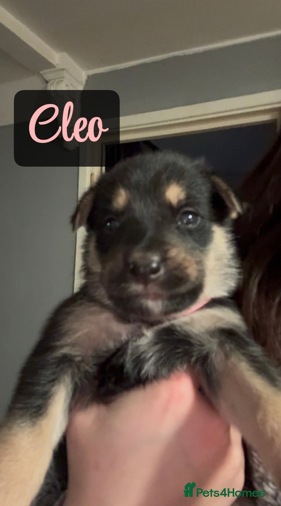 Shepsky dogs for sale: 9 beautiful Shepsky puppies in Doncaster - Advert 27