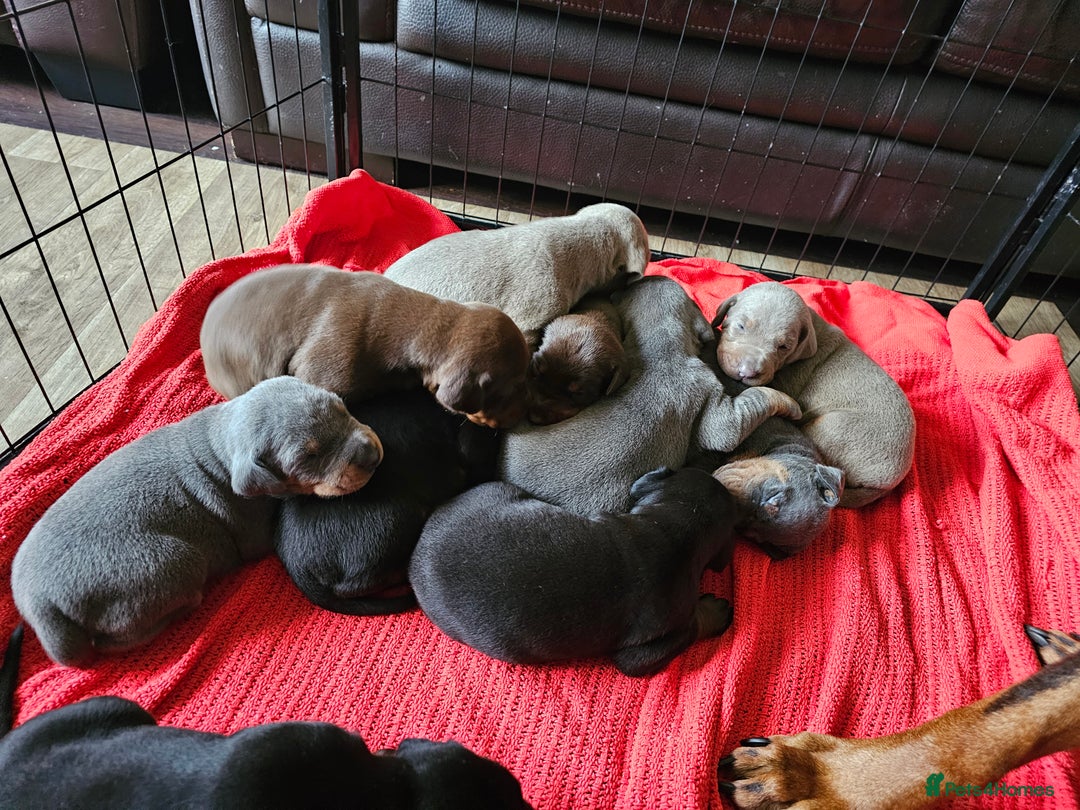 Dobermann dogs for sale: Outstanding Doberman Puppies - Image 6
