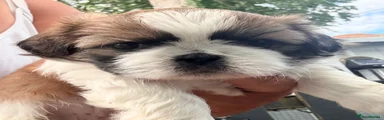 Shih Tzu 4